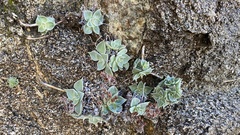 Dudleya cymosa pumila