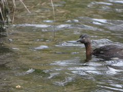 Poliocephalus rufopectus