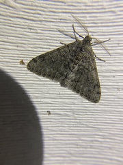 Phigalia denticulata