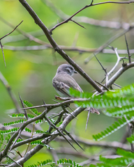Tyrannidae