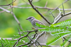 Tyrannidae