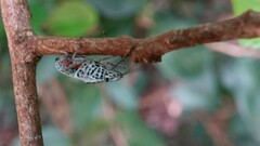 Cappaea taprobanensis