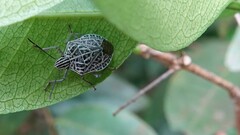 Cappaea taprobanensis