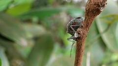 Cappaea taprobanensis