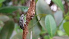 Cappaea taprobanensis
