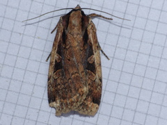 Eueretagrotis sigmoides