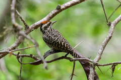 Dryobates mixtus