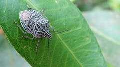 Cappaea taprobanensis