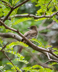 Myiarchus swainsoni