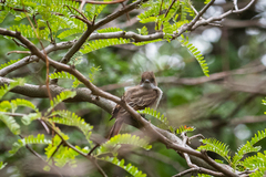 Myiarchus swainsoni