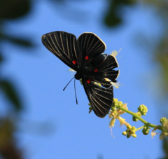 Melanis cephise