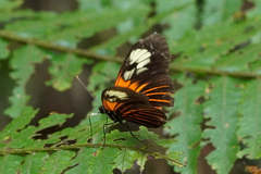 Heliconius erato