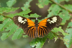 Heliconius erato