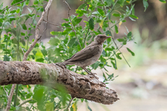 Turdus amaurochalinus