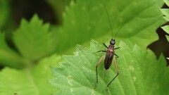 Homoeoxipha lycoides