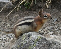 Callospermophilus lateralis tescorum