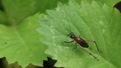 Homoeoxipha lycoides