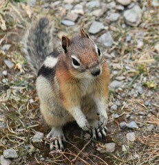 Callospermophilus lateralis tescorum