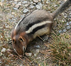 Callospermophilus lateralis tescorum