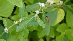 Sphaerophoria macrogaster