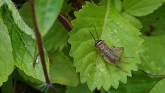 Gryllodes sigillatus