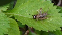 Gryllodes sigillatus