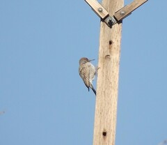 Colaptes