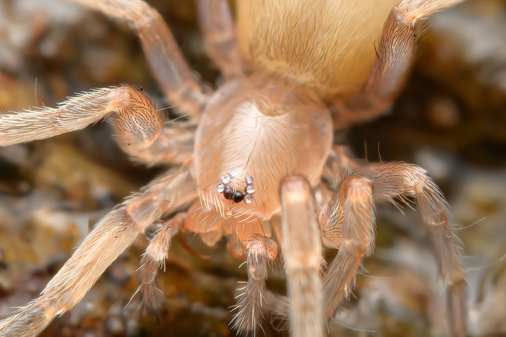 long-spinneret ground spiders