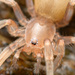 Prodidomidae - Photo 由 Marshal Hedin 所上傳的 (c) Marshal Hedin，保留部份權利CC BY-NC-SA