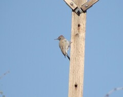 Colaptes