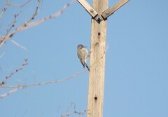 Colaptes