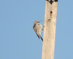 Colaptes