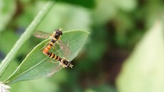 Sphaerophoria macrogaster