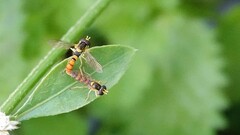 Sphaerophoria macrogaster