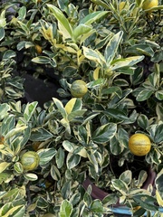 Citrus japonica
