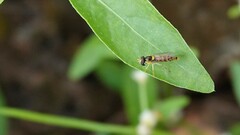 Sphaerophoria macrogaster