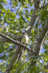 Ramphotrigon flammulatum