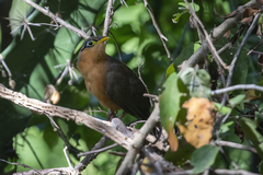 Morococcyx erythropygus