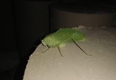 Phylloptera