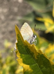 Callophrys xami