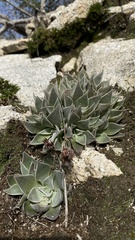 Dudleya cymosa pumila