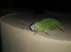 Phylloptera