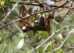 Leiothlypis celata