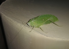 Phylloptera