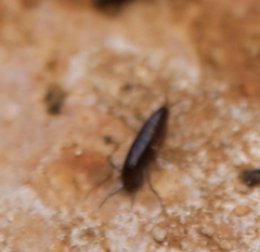 Arcitalitrus sylvaticus