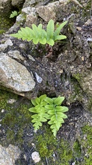 Polypodium hesperium
