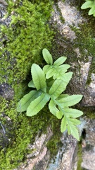 Polypodium hesperium