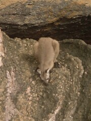 Osphranter bernardus