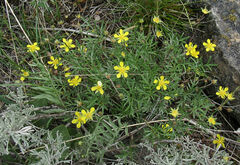 Potentilla bimundorum