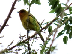 Icterus spurius